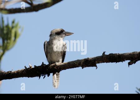 Ridendo kookaburra (Dacelo novaeguineae) seduto su un albero nel Queensland, Australia. Ridendo Kookaburra (Dacelo novaeguineae) seduto su un albero in Q Foto Stock