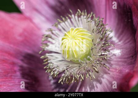 Papavero da oppio Foto Stock