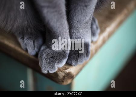Primo piano delle zampe di un gatto di pedigree blu russo seduto Foto Stock