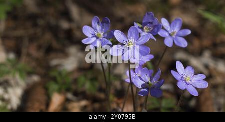 Primo piano immagine di hepatica o liverleaf in primavera Foto Stock