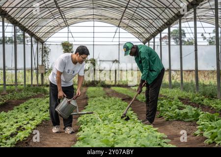 Pechino, Repubblica del Congo. 3 agosto 2024. L'esperto cinese li Keming (L) e un dipendente locale si occupano di toppe in una serra del China-Aid Agriculture Technology Demonstration Center di Brazzaville, Repubblica del Congo, 3 agosto 2024. Crediti: Zheng Yangzi/Xinhua/Alamy Live News Foto Stock