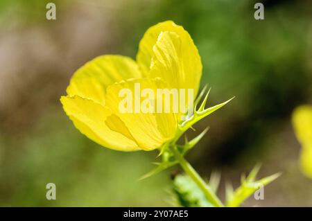 Papavero spinoso messicano (Argemone mexicana), infiorescenza, NRW, Germania, Europa Foto Stock