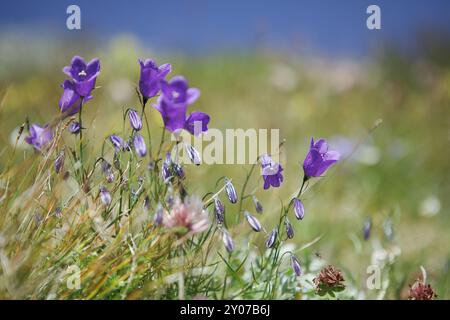 Prato alpino con genziana e cr Foto Stock