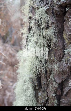 Lichene su pino in autunno. Noto anche come oakmoss (prunastri di Evernia) Foto Stock