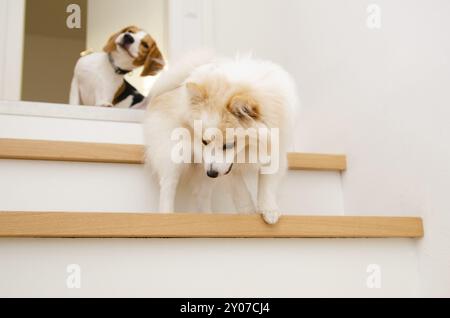 Cani che scendono per le scale beagle con sfondo a tema tedesco spitz Dog Foto Stock