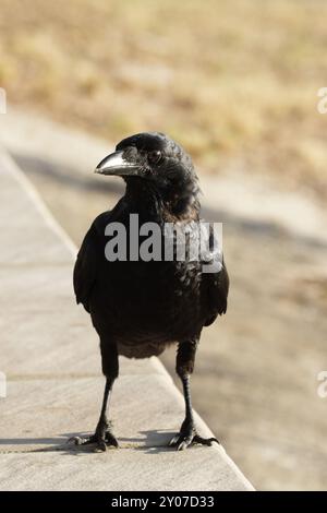 Giovane Salvadori Crow (Corvus orru) seduto a terra a Bribie Island, Queensland, Australia. Torresian Crow (Corvus orru) seduto a terra o Foto Stock