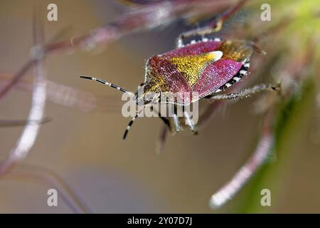 Insetto Berry Foto Stock