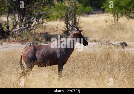 Leierantilope (Damaliscus lunatus), Moremi Wildreservat Botswana Foto Stock