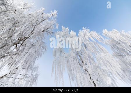 Alberi ricoperti di neve e gelo a gennaio. Inverno in Austria Foto Stock