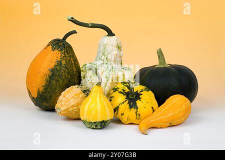 Natura morta delle zucche drappeggiate Foto Stock