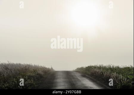 Percorso tra 2 campi in una mattinata nuvolosa Foto Stock