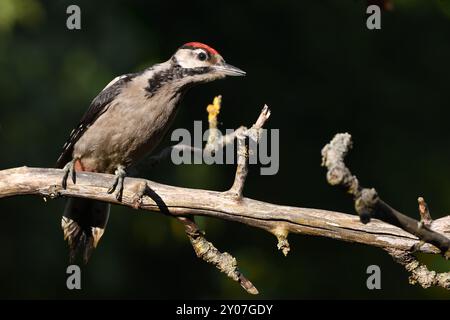 Giovani picchio rosso maggiore Foto Stock