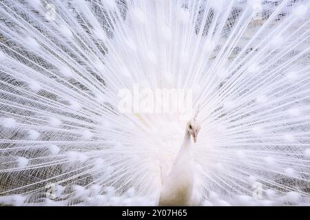 Ritratto del bel pavone bianco maschio con coda spalmata piume Foto Stock