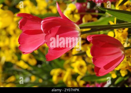 Tulipani, pansie (Viola wittrockiana), primavera Foto Stock