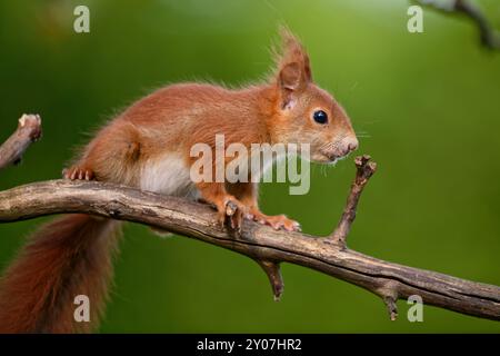 Giovane scoiattolo Foto Stock