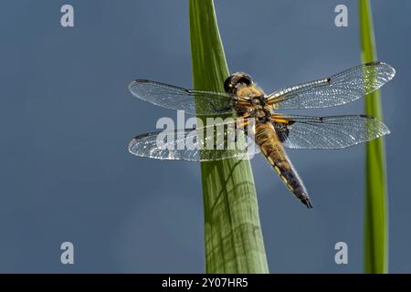 Quattro punti Foto Stock