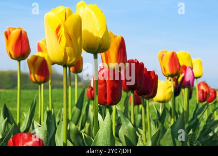 I tulipani contro un cielo blu Foto Stock