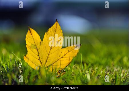 Singola foglia di un platano disteso sul prato in autunno Foto Stock