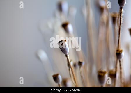 Foto autunnale con cialde di papavero essiccate Foto Stock