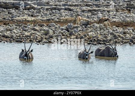 Tre orici in piedi, metà sommersi, fino ai loro mento in un pozzo d'acqua, rinfrescandosi mentre beve. Foto Stock