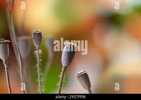 Foto autunnale con cialde di papavero essiccate Foto Stock