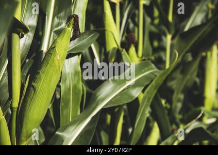 Primo piano di una giovane pianta di mais in estate. Campo di grano sullo sfondo Foto Stock