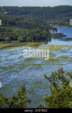 Tappeto verde di piante sul lago Baldeney ad Essen, pianta acquatica proliferante Elodea, alghe, una specie invasiva, la pianta acquatica in rapida crescita p Foto Stock