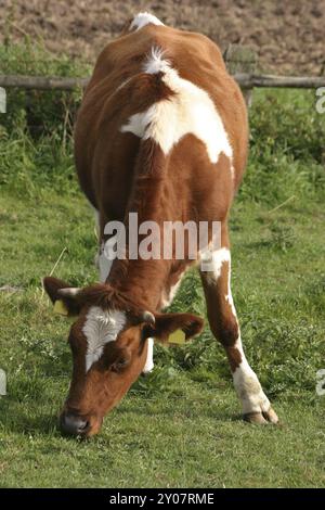 Mucca marrone 2 Foto Stock