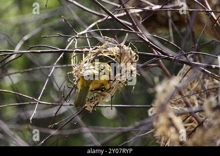 Textor weaver maschile o Village weaver che costruisce un nido Foto Stock