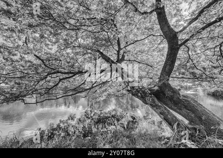 Oaks presso il fiume Eman, provincia di Smaland, Svezia, settembre 2013, Europa Foto Stock