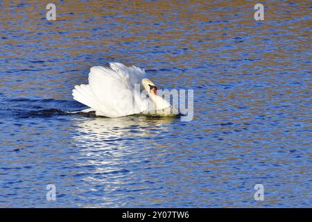 Cigno muto che difende il suo territorio. Cigno muta maschio al sole del mattino Foto Stock