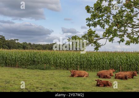 Mucche adagiate su un pascolo verde di fronte a un campo di granturco sotto un cielo nuvoloso, borken, muensterland, germania Foto Stock
