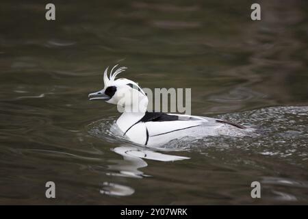 Merganser petto rosso, Mergellus albellus, puzza Foto Stock