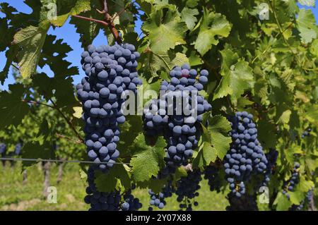 Weintraube in vigna rot auf dem, uva in rosso su vigneto Foto Stock