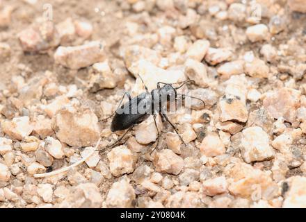 Uno scarabeo di tigre boreale dalla labbra lunga Cicindela longilabris si snoda su terreni rocciosi nel Wyoming Foto Stock