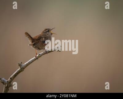 Firma del Regno Unito Wren Bird appollaiato su una filiale Foto Stock