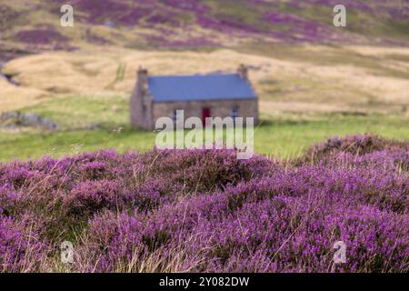 Un cottage tradizionale con l'erica in piena fioritura nel Parco Nazionale di Cairngorm, Aberdeenshire, Scozia. Foto Stock