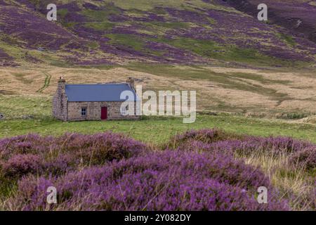 Un cottage tradizionale con l'erica in piena fioritura nel Parco Nazionale di Cairngorm, Aberdeenshire, Scozia. Foto Stock