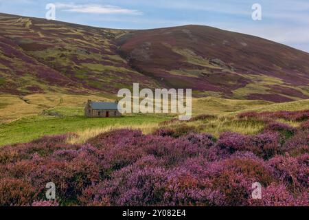 Un cottage tradizionale con l'erica in piena fioritura nel Parco Nazionale di Cairngorm, Aberdeenshire, Scozia. Foto Stock