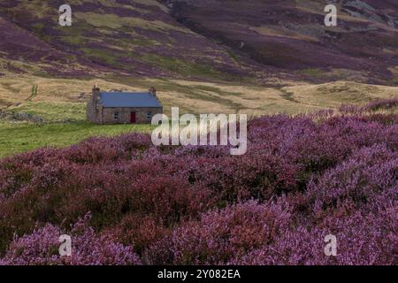 Un cottage tradizionale con l'erica in piena fioritura nel Parco Nazionale di Cairngorm, Aberdeenshire, Scozia. Foto Stock