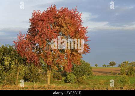 Ciliegio (Prunus), albero con foglie autunnali alla luce del sole mattutino in una giornata ventosa, Renania settentrionale-Vestfalia, Germania, Europa Foto Stock