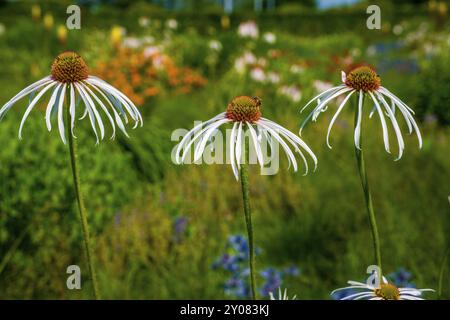 White Echinacea pallida Hula Dancer Foto Stock