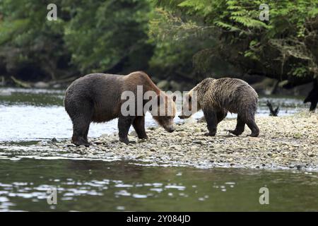 Grizzly Orso in Knight Inlet Foto Stock