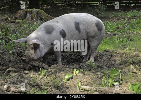 Bentheimer Landschwein Foto Stock