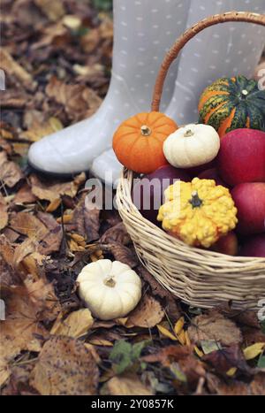 Autunno still life con differenti sagomate e colorate zucche Foto Stock