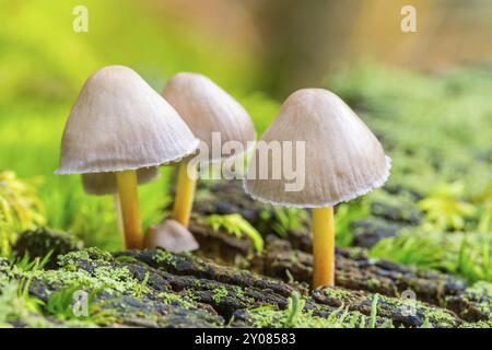 Gruppo di piccoli funghi con gambi gialli nella foresta Foto Stock