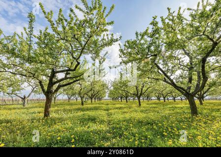 Frutteto al tramonto con leoni in fiore Foto Stock