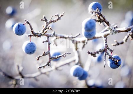 Bacche di spina nera, Sierra de Sevil, Sobrarbe, Provincia di Huesca, Comunità autonoma di Aragona, Pirenei, Spagna, Europa Foto Stock