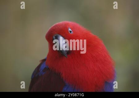 Eclectus roratus (femmina), il maschio è di colore completamente diverso (verde con fianchi rossi e becco superiore giallo). A causa di queste diverse colorazioni Foto Stock