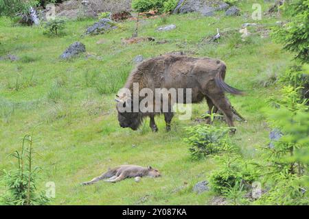 Branco di bisonti europei al sole della sera Foto Stock